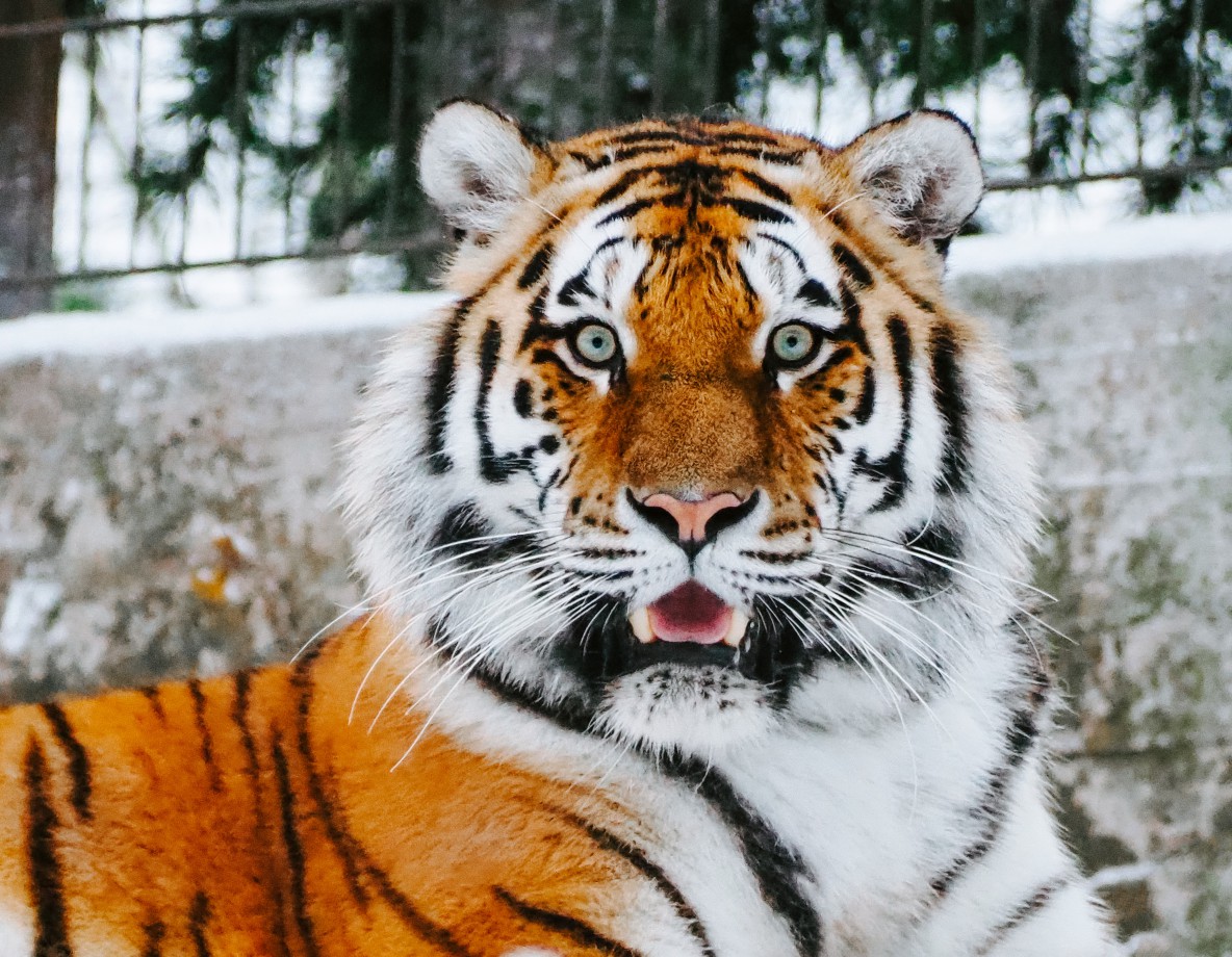 Hybride Arbeit: Wie Sie es vermeiden, aus der vermeintlichen Wunderwaffe einen zahnlosen Tiger zu machen